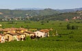 Vineyard Landscape in Soave