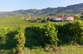 Vineyard Landscape in Soave