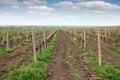 Vineyard landscape spring season Royalty Free Stock Photo