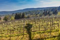 Vineyard landscape in the spring season Royalty Free Stock Photo