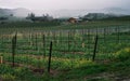 Vineyard Landscape in Springtime, Napa Valley