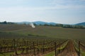 Vineyard Landscape, Strove, Tuscany. Royalty Free Stock Photo