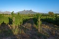 Vineyard landscape at sunset with mountains in Stellenbosch, near Cape Town, South Africa Royalty Free Stock Photo