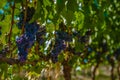 Vineyard landscape at sunset with mountains in Stellenbosch, near Cape Town, South Africa Royalty Free Stock Photo