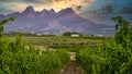 Vineyard landscape at sunset with mountains in Stellenbosch, near Cape Town, South Africa Royalty Free Stock Photo