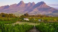 Vineyard landscape at sunset with mountains in Stellenbosch, near Cape Town, South Africa Royalty Free Stock Photo