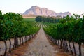 Vineyard landscape at sunset with mountains in Stellenbosch, near Cape Town, South Africa. wine grapes vineyard, Royalty Free Stock Photo