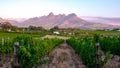 Vineyard landscape at sunset with mountains in Stellenbosch, near Cape Town, South Africa. wine grapes vineyard, Royalty Free Stock Photo
