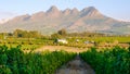 Vineyard landscape at sunset with mountains in Stellenbosch, near Cape Town, South Africa. wine grapes vineyard, Royalty Free Stock Photo