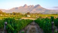 Vineyard landscape at sunset with mountains in Stellenbosch, near Cape Town, South Africa. wine grapes vineyard, Royalty Free Stock Photo