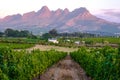 Vineyard landscape at sunset with mountains in Stellenbosch, near Cape Town, South Africa. wine grapes vineyard, Royalty Free Stock Photo