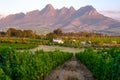 Vineyard landscape at sunset with mountains in Stellenbosch, near Cape Town, South Africa. wine grapes vineyard, Royalty Free Stock Photo