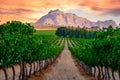 Vineyard landscape at sunset with mountains in Stellenbosch, near Cape Town, South Africa Royalty Free Stock Photo