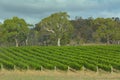 Vineyard landscape in Tasmania Australia Royalty Free Stock Photo