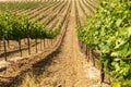 Vineyard Landscape Royalty Free Stock Photo