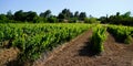 Vineyard landscape tractor spraying of grapevines in Margaux vine Medoc near Bordeaux France Royalty Free Stock Photo