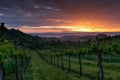 Vineyard landscape in Tuscany, Italy. Misty sunrise Royalty Free Stock Photo