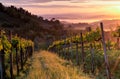 Vineyard landscape in Tuscany, Italy. Misty sunrise Royalty Free Stock Photo