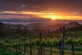 Vineyard landscape in Tuscany, Italy. Misty sunrise Royalty Free Stock Photo