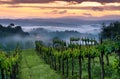 Vineyard landscape in Tuscany, Italy. Misty sunrise Royalty Free Stock Photo