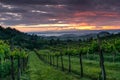 Vineyard landscape in Tuscany, Italy. Misty sunrise Royalty Free Stock Photo