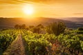 Vineyard landscape in Tuscany, Italy. Wine farm at sunset