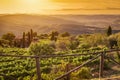 Vineyard landscape in Tuscany, Italy. Wine farm at sunset