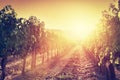 Vineyard landscape in Tuscany, Italy. Wine farm at sunset Royalty Free Stock Photo