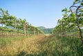 Green grape vines in a row of vineyard Royalty Free Stock Photo