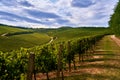 Vineyard landscape in Villany, Hungary