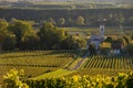 Vineyard landscape-Vineyard south west of France-Sauternes