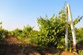 Vineyard landscape Royalty Free Stock Photo