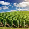Vineyard landscape with wind generators Royalty Free Stock Photo
