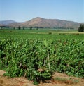 chilean vineyards in late summer in vina del mar, close to the capital santiago de chile Royalty Free Stock Photo