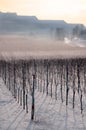 Vineyard landscape in winter Royalty Free Stock Photo