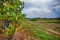 Vineyard in the Langhe - Italy