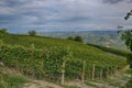 Vineyard in the Langhe - Italy 2