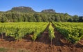 Vineyard in Languedoc Roussillon area Royalty Free Stock Photo