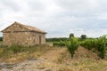 Vineyard in Languedoc-Roussillon (France) Royalty Free Stock Photo