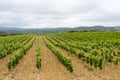 Vineyard in Languedoc-Roussillon (France) Royalty Free Stock Photo