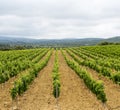 Vineyard in Languedoc-Roussillon (France) Royalty Free Stock Photo