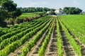 Vineyard in Languedoc-Roussillon (France) Royalty Free Stock Photo