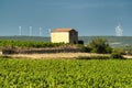 Vineyard in Languedoc-Roussillon (France) Royalty Free Stock Photo