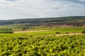 Vineyard in Languedoc-Roussillon (France) Royalty Free Stock Photo