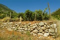 Vineyard lanscape in Croatia