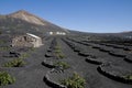 Vineyard in Lanzarote Royalty Free Stock Photo