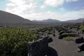 Vineyard in Lanzarote Royalty Free Stock Photo