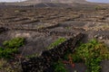 Vineyard Lanzarote, Spain, Canary islands