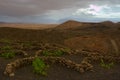 Vineyard on Lanzarote