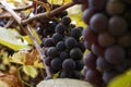 Vineyard and large bunch of hanging grapes in autumn. Beautiful bunches of ripening grapes close-up Royalty Free Stock Photo